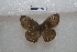 ( - BJUP378)  @11 [ ] CreativeCommons - Attribution Non-Commercial No Derivatives (2017) Sing Kong Wah Kunming Institute of Zoology