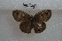  ( - BJUP408)  @11 [ ] CreativeCommons - Attribution Non-Commercial No Derivatives (2017) Sing Kong Wah Kunming Institute of Zoology