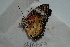  (Cethosia cyane - 3RMF009)  @13 [ ] CreativeCommons - Attribution Non-Commercial No Derivatives (2018) Sing Kong Wah Kunming Institute of Zoology