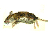  ( - mambg007)  @12 [ ] Copyright  G. Blagoev 2012 Unspecified