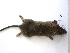  (Rattus rattus - mambg045)  @14 [ ] Copyright  G. Blagoev 2012 Unspecified
