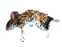  ( - mambg073)  @12 [ ] Copyright  G. Blagoev 2012 Unspecified