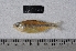  ( - LBPV-40225)  @11 [ ] Unspecified (default): All Rights Reserved (2012) Camila S. Souza Universidade Estadual Paulista, Lab de Biologia e Genetica de Peixes