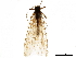  (Oemopteryx glacialis - 08BKEPT-131)  @11 [ ] CreativeCommons - Attribution (2019) CBG Photography Group Centre for Biodiversity Genomics