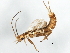  (Plecoptera - 09BKSTO-016)  @15 [ ] CreativeCommons - Attribution (2009) Unspecified Centre for Biodiversity Genomics