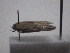  ( - IO-241)  @11 [ ] CreativeCommons - Attribution Non-Commercial (2018) Issei Ohshima Kyoto Prefectural University
