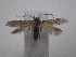  (Lateantenna - IO-305)  @13 [ ] CreativeCommons - Attribution Non-Commercial (2018) Issei Ohshima Kyoto Prefectural University