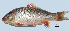  (Cyprinus - Ccar3-LdB)  @14 [ ] Copyright (2010) J. Quilang and L. Aquino, 2010 Institute of Biology, University of the Philippines, Diliman