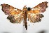  (Pyrausta - 07-SRNP-110553)  @15 [ ] CreativeCommons - Attribution Non-Commercial Share-Alike (2008) Unspecified Guanacaste Dry Forest Conservation Fund