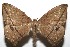  (Oxydia peosinata - 07-SRNP-107385)  @14 [ ] CreativeCommons - Attribution Non-Commercial Share-Alike (2008) Unspecified Guanacaste Dry Forest Conservation Fund