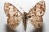  (Idaea subfervensDHJ01 - 07-SRNP-110606)  @14 [ ] CreativeCommons - Attribution Non-Commercial Share-Alike (2008) Unspecified Guanacaste Dry Forest Conservation Fund