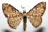  (Idaea Malaise6320 - 07-SRNP-113007)  @14 [ ] CreativeCommons - Attribution Non-Commercial Share-Alike (2008) Unspecified Guanacaste Dry Forest Conservation Fund