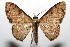  (Idaea Malaise2637 - 07-SRNP-113008)  @13 [ ] CreativeCommons - Attribution Non-Commercial Share-Alike (2008) Unspecified Guanacaste Dry Forest Conservation Fund