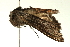  ( - BL332)  @12 [ ] CreativeCommons - Attribution (2009) Unspecified Centre for Biodiversity Genomics