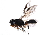  (Trachionus - BIOUG30586-B05)  @14 [ ] CreativeCommons - Attribution (2016) CBG Photography Group Centre for Biodiversity Genomics