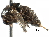  (Clinotanypodini - BIOUG30588-H05)  @12 [ ] CreativeCommons - Attribution (2016) CBG Photography Group Centre for Biodiversity Genomics