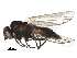  (Phytomyza nigra - BIOUG30589-C08)  @14 [ ] CreativeCommons - Attribution (2016) CBG Photography Group Centre for Biodiversity Genomics