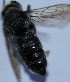  (Megachile creutzburgi - Megachile creutzburgi SAS34)  @11 [ ] CreativeCommons - Attribution Non-Commercial Share-Alike (2024) Unspecified Defence Institute of High Altitude Research