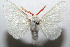  (Aithorape roseicornis - 07-SRNP-104697)  @15 [ ] CreativeCommons - Attribution Non-Commercial Share-Alike (2010) Daniel H. Janzen Guanacaste Dry Forest Conservation Fund