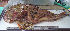 ( - ALS-198)  @13 [ ] No Rights Reserved (2013) Unspecified Coastal Marine Biolabs