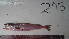 (Gadus - ALS-203)  @14 [ ] No Rights Reserved (2013) Unspecified Coastal Marine Biolabs