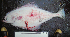  ( - ALS-205)  @12 [ ] No Rights Reserved (2013) Unspecified Coastal Marine Biolabs