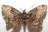  (Ramphia albizonaDHJ04 - 07-SRNP-105925)  @13 [ ] CreativeCommons - Attribution Non-Commercial Share-Alike (2008) Daniel H. Janzen Guanacaste Dry Forest Conservation Fund