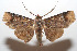  ( - 07-SRNP-105945)  @14 [ ] CreativeCommons - Attribution Non-Commercial Share-Alike (2008) Daniel H. Janzen Guanacaste Dry Forest Conservation Fund
