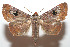  ( - 07-SRNP-105955)  @13 [ ] CreativeCommons - Attribution Non-Commercial Share-Alike (2008) Daniel H. Janzen Guanacaste Dry Forest Conservation Fund