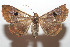  ( - 07-SRNP-105956)  @13 [ ] CreativeCommons - Attribution Non-Commercial Share-Alike (2008) Daniel H. Janzen Guanacaste Dry Forest Conservation Fund