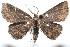  (Prosoparia tenebrosa - 07-SRNP-110667)  @14 [ ] CreativeCommons - Attribution Non-Commercial Share-Alike (2008) Unspecified Guanacaste Dry Forest Conservation Fund