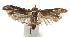  (Hypatopa manusDHJ01 - 16-SRNP-104948)  @14 [ ] CreativeCommons  Attribution Non-Commercial Share-Alike (2017) Daniel H. Janzen Guanacaste Dry Forest Conservation Fund