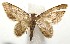  ( - 16-SRNP-104951)  @14 [ ] CreativeCommons  Attribution Non-Commercial Share-Alike (2017) Daniel H. Janzen Guanacaste Dry Forest Conservation Fund