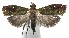  ( - 16-SRNP-104959)  @14 [ ] CreativeCommons  Attribution Non-Commercial Share-Alike (2017) Daniel H. Janzen Guanacaste Dry Forest Conservation Fund