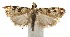  ( - 16-SRNP-104969)  @13 [ ] CreativeCommons  Attribution Non-Commercial Share-Alike (2017) Daniel H. Janzen Guanacaste Dry Forest Conservation Fund