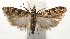  ( - 16-SRNP-104973)  @14 [ ] CreativeCommons  Attribution Non-Commercial Share-Alike (2017) Daniel H. Janzen Guanacaste Dry Forest Conservation Fund