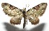  ( - 16-SRNP-105014)  @14 [ ] CreativeCommons  Attribution Non-Commercial Share-Alike (2017) Daniel H. Janzen Guanacaste Dry Forest Conservation Fund