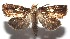  ( - 16-SRNP-105026)  @14 [ ] CreativeCommons  Attribution Non-Commercial Share-Alike (2017) Daniel H. Janzen Guanacaste Dry Forest Conservation Fund