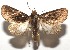  ( - 16-SRNP-105029)  @13 [ ] CreativeCommons  Attribution Non-Commercial Share-Alike (2017) Daniel H. Janzen Guanacaste Dry Forest Conservation Fund