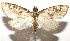  ( - 16-SRNP-105031)  @15 [ ] CreativeCommons  Attribution Non-Commercial Share-Alike (2017) Daniel H. Janzen Guanacaste Dry Forest Conservation Fund