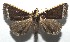  ( - 16-SRNP-105039)  @15 [ ] CreativeCommons  Attribution Non-Commercial Share-Alike (2017) Daniel H. Janzen Guanacaste Dry Forest Conservation Fund