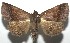  ( - 16-SRNP-105041)  @14 [ ] CreativeCommons  Attribution Non-Commercial Share-Alike (2017) Daniel H. Janzen Guanacaste Dry Forest Conservation Fund