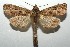  ( - 16-SRNP-105053)  @14 [ ] CreativeCommons  Attribution Non-Commercial Share-Alike (2017) Daniel H. Janzen Guanacaste Dry Forest Conservation Fund