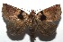  ( - 16-SRNP-105061)  @14 [ ] CreativeCommons  Attribution Non-Commercial Share-Alike (2017) Daniel H. Janzen Guanacaste Dry Forest Conservation Fund