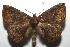  ( - 16-SRNP-105103)  @15 [ ] CreativeCommons  Attribution Non-Commercial Share-Alike (2017) Daniel H. Janzen Guanacaste Dry Forest Conservation Fund