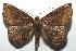  ( - 16-SRNP-105104)  @14 [ ] CreativeCommons  Attribution Non-Commercial Share-Alike (2017) Daniel H. Janzen Guanacaste Dry Forest Conservation Fund