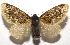  ( - 16-SRNP-105122)  @14 [ ] CreativeCommons  Attribution Non-Commercial Share-Alike (2017) Daniel H. Janzen Guanacaste Dry Forest Conservation Fund
