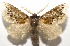  ( - 16-SRNP-105124)  @14 [ ] CreativeCommons  Attribution Non-Commercial Share-Alike (2017) Daniel H. Janzen Guanacaste Dry Forest Conservation Fund