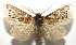  ( - 16-SRNP-105125)  @14 [ ] CreativeCommons  Attribution Non-Commercial Share-Alike (2017) Daniel H. Janzen Guanacaste Dry Forest Conservation Fund