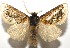  ( - 16-SRNP-105126)  @14 [ ] CreativeCommons  Attribution Non-Commercial Share-Alike (2017) Daniel H. Janzen Guanacaste Dry Forest Conservation Fund